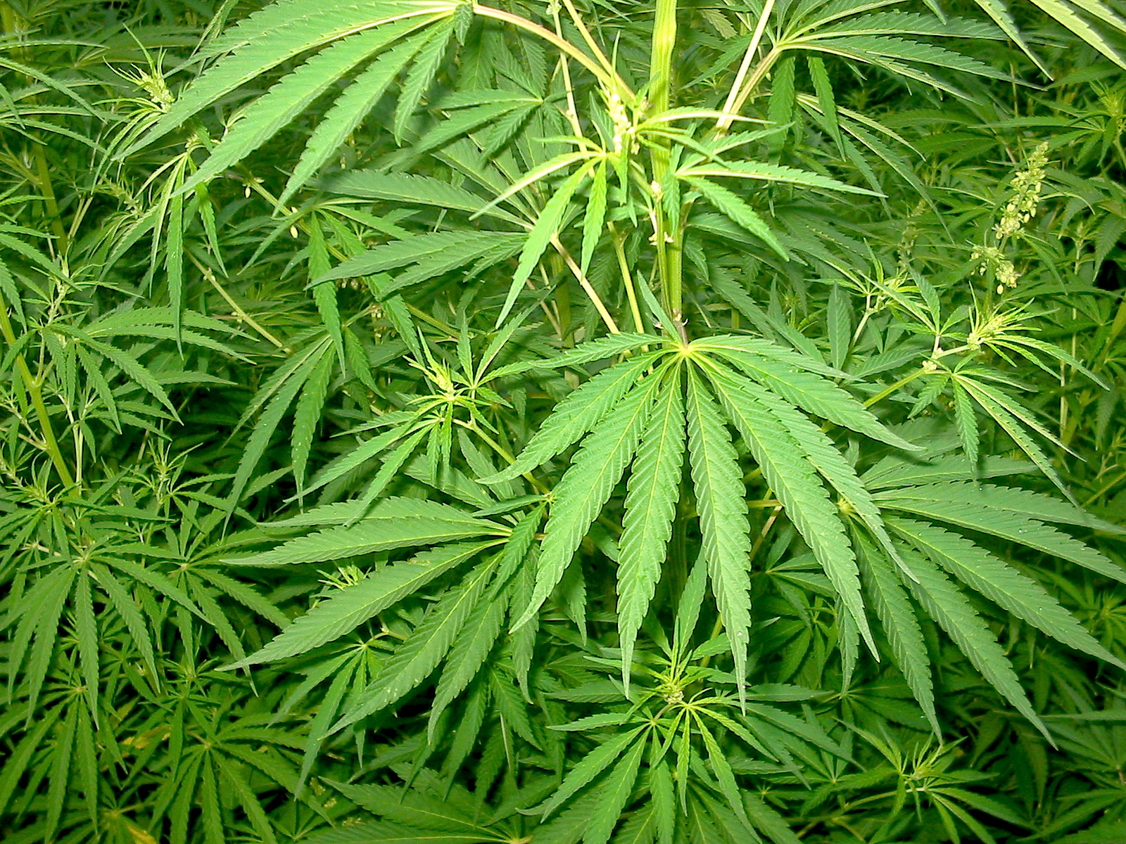 Marihuana - Cannabis sativa