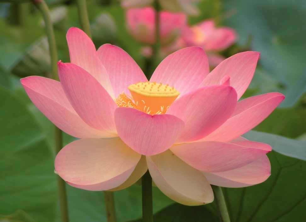 La flor de loto, símbolo del budismo. (Wiki commons cc- Peripitus)