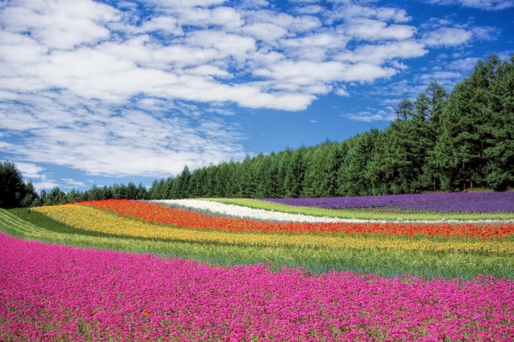 Campo de flores © Pixabay CC0 - DeltaWorks