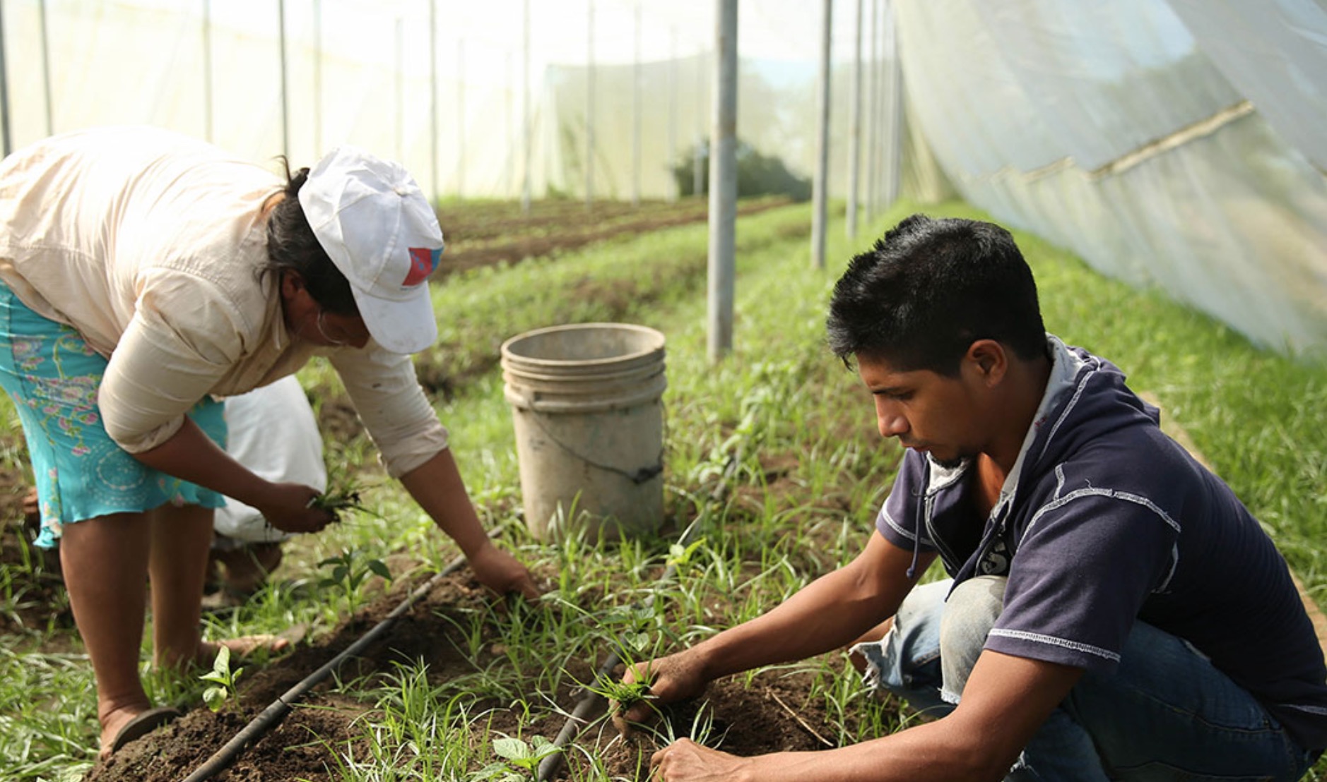 Jóvenes agricultores © FIDA El Salvador
