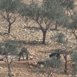 Tierra Santa: en Taybeh los olivicultores cristianos son expulsados de sus árboles mientras los colonos judíos roban sus olivos